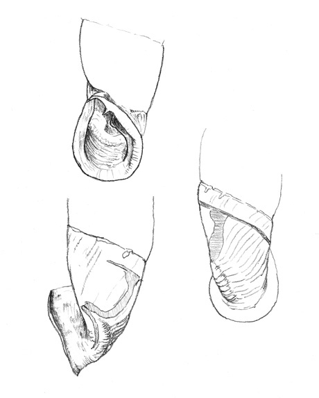 Clausilidae dai M.Alburni